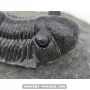 Paralejurus spatuliformis à vendre