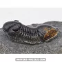 Paralejurus spatuliformis à vendre