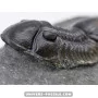 Paralejurus spatuliformis à vendre