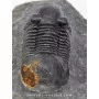Paralejurus spatuliformis à vendre