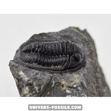 Paralejurus spatuliformis à vendre