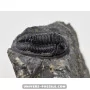 Paralejurus spatuliformis à vendre