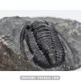 Paralejurus spatuliformis à vendre