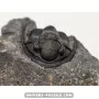 Paralejurus spatuliformis à vendre