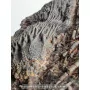 Crinoïde à vendre