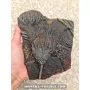 Crinoïde à vendre
