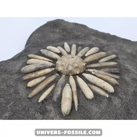 Sea Urchin Pseudocidaris mammosa