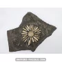 Sea Urchin Pseudocidaris mammosa to sell