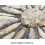 Sea Urchin Pseudocidaris mammosa to sell