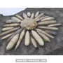 Sea Urchin Pseudocidaris mammosa to sell