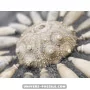 Sea Urchin Pseudocidaris mammosa to sell