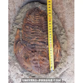 Keichousaurus to sell