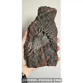 Keichousaurus to sell