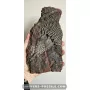 Crinoïde à vendre