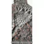 Crinoïde à vendre