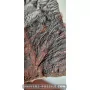 Crinoïde à vendre