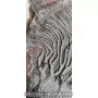 Crinoïde à vendre