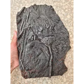 Crinoïde Crinoïdes