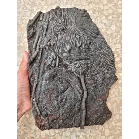 Crinoïde à vendre