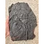 Crinoïde à vendre