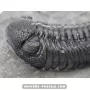 Phacops to sell