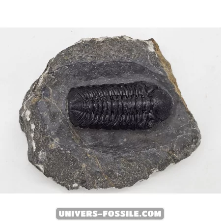 Phacops - Univers Fossile