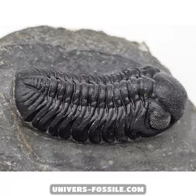 Phacops