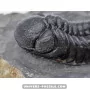 Phacops to sell