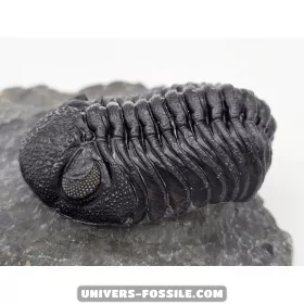 Phacops