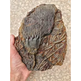 Keichousaurus to sell
