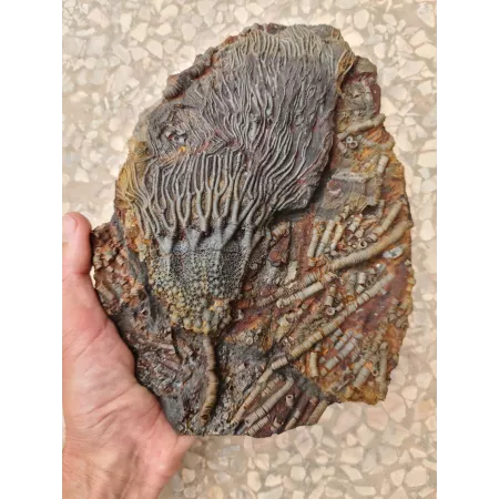 Crinoïde à vendre