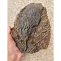 Crinoïde à vendre