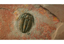 Guide to Fossil Preservation and Maintenance
