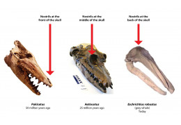 Evolution and Fossils