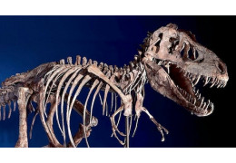 Dinosaur Fossils: A Window into the Past