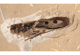 Insect Fossils: A Window into the Past