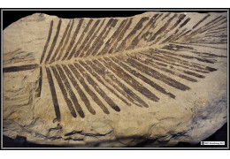 Plant Fossils: Witnesses of the Past