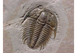 Marine Fossils: Witnesses of the Past