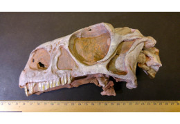 3D Printing and Fossils: A Revolution in Paleontological Studies