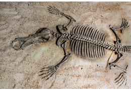 Fossiles de Mammifères : Voyage dans le Temps