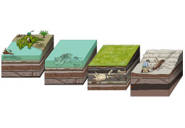 Le Processus de Fossilisation