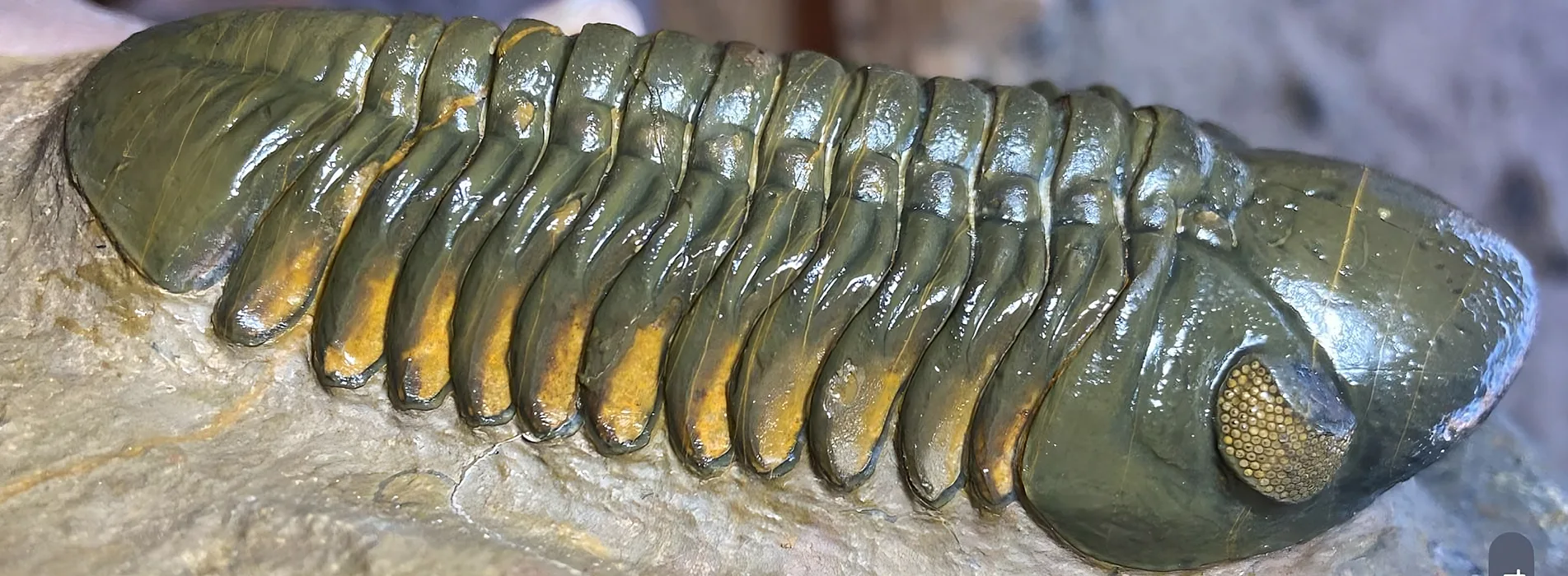 Trilobites